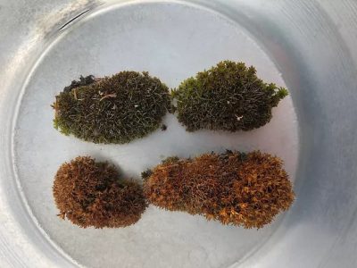 imgi_32_Moss-Growth2
